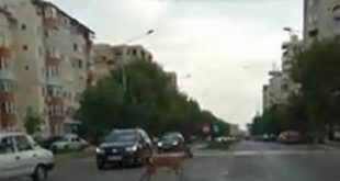 VIDEO/ O căprioară, rătăcită pe străzile Bârladului!