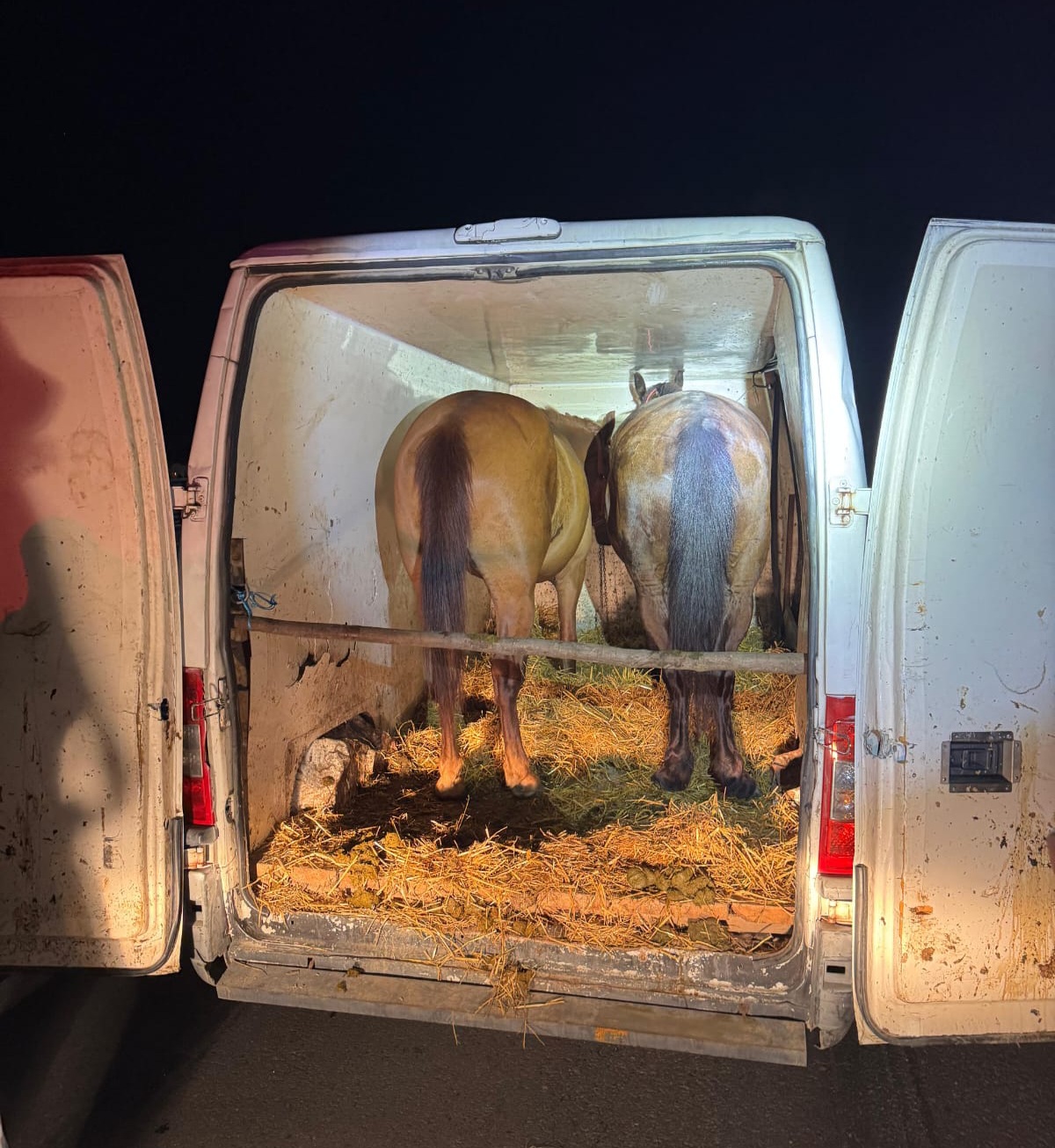 Patru băcăuani au băgat spaima în vasluieni, după ce au furat mai multe cabaline