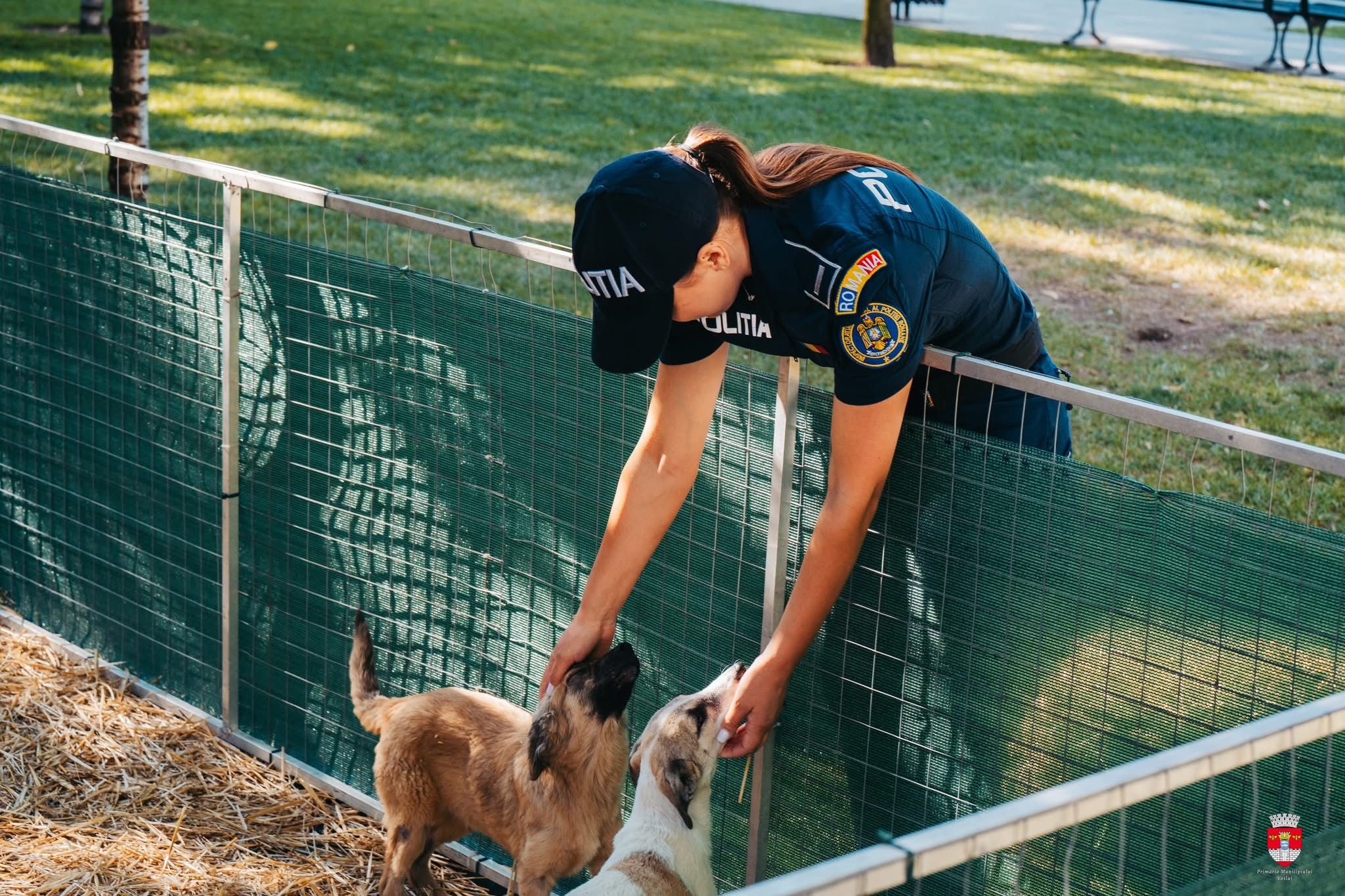 Polițiștii Biroului pentru Protecția Animalelor Vaslui, controale și sancțiuni privind gestionarea câinilor fără stăpân
