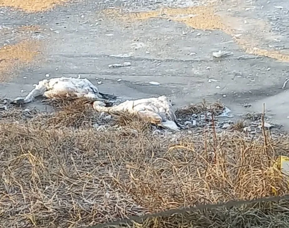 ISU Vaslui a intervenit pentru recuperarea lebedelor moarte din lacul Moara Domnească